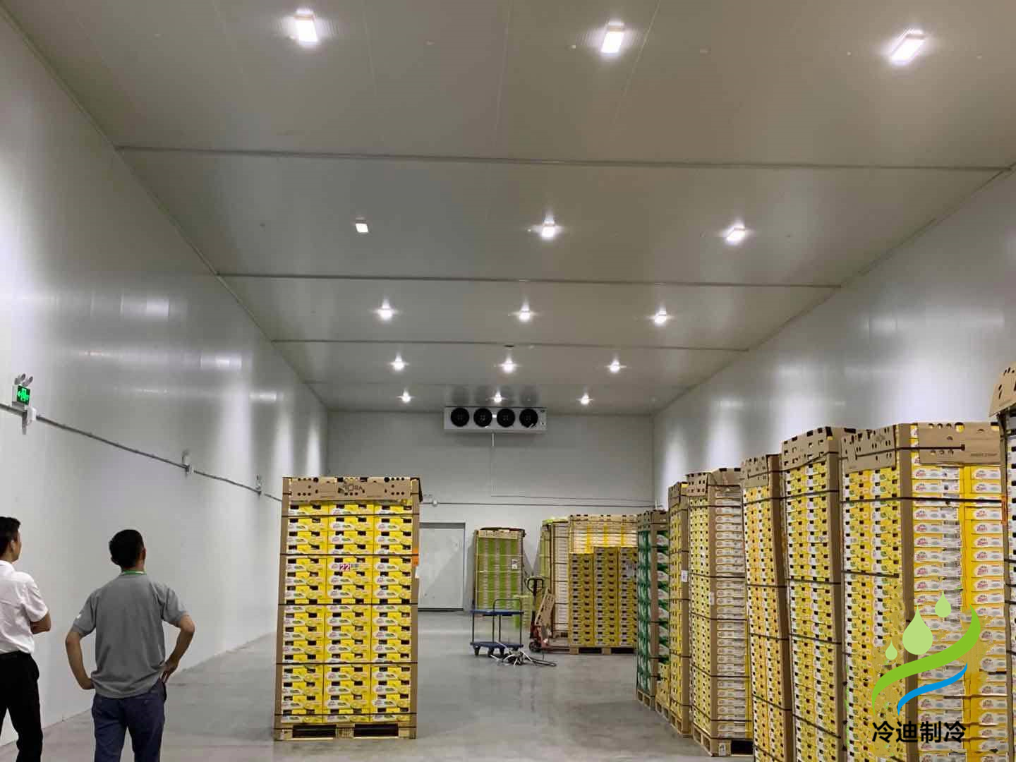 香蕉冷庫多少度儲存合適？香蕉在冷庫能放多久？